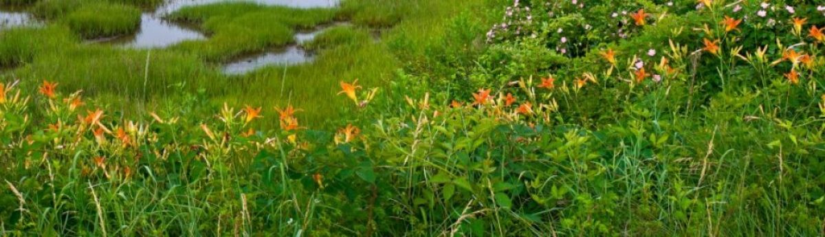 lilies, sparrows and grass
