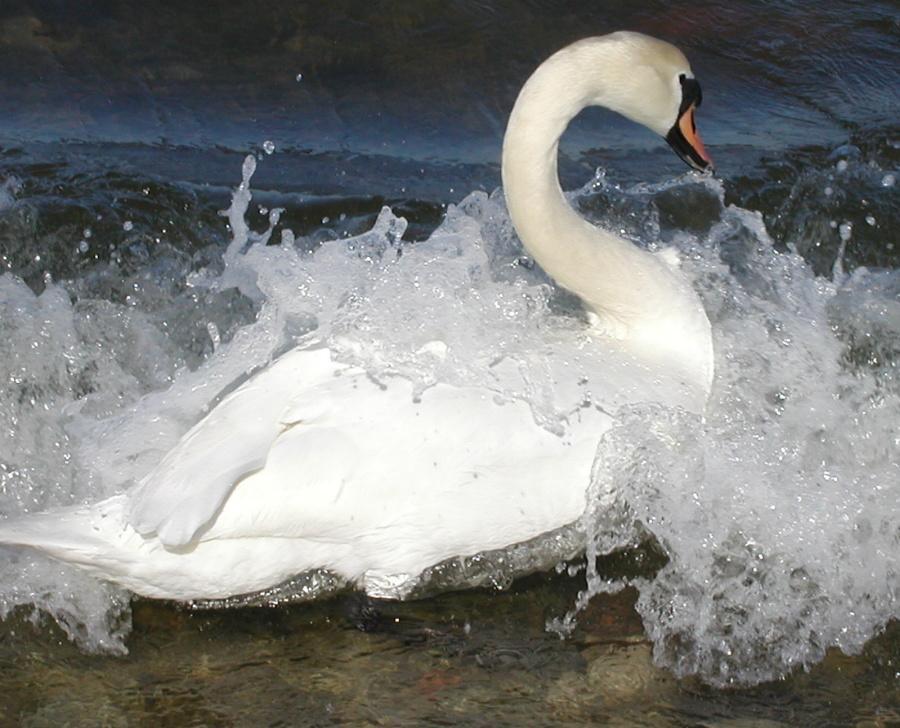 Swan on Waves by Kaur Lass