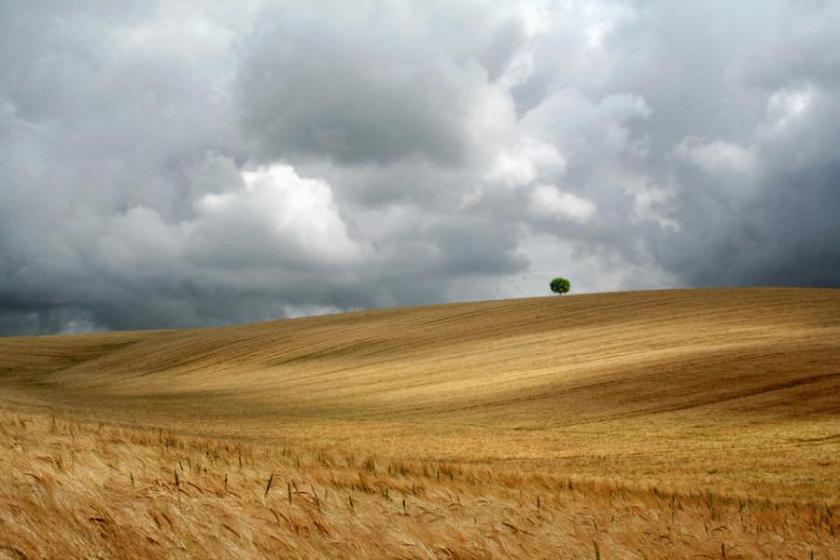 Lonesome tree by Rove