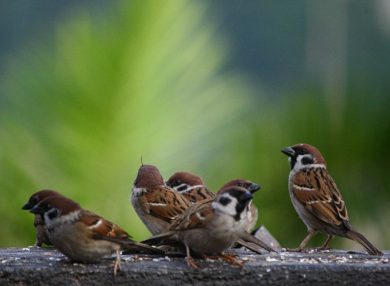 Group of Sparrows by Jimmy Palma Gil