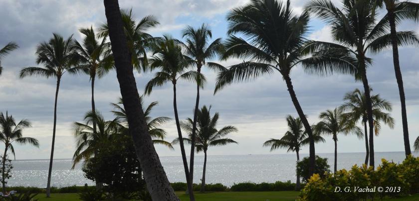 Ka Olina Palm Trees - by D G Vachal