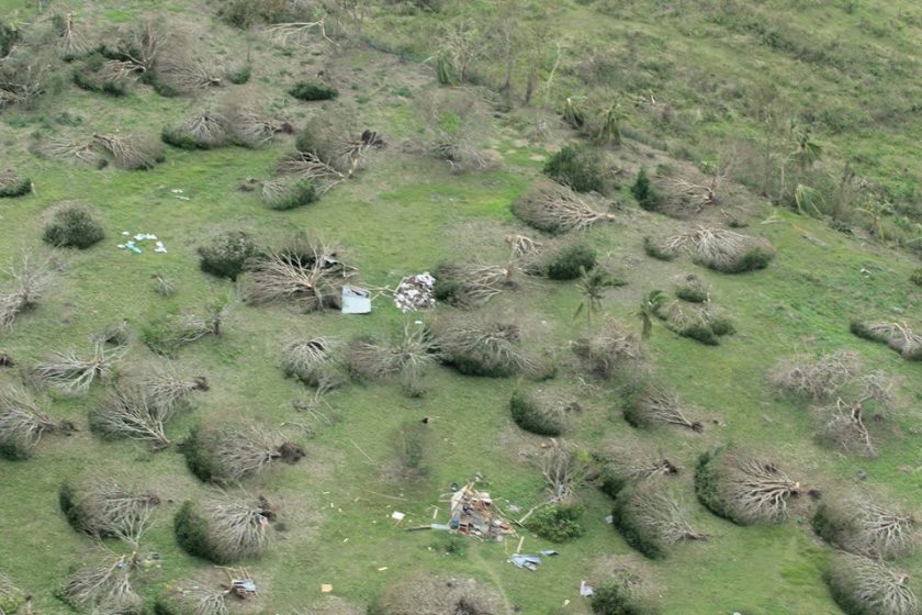 Mango trees all uprooted...